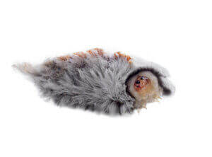 Une chenille-chat sur fond blanc.