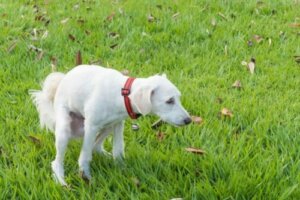 Le régime alimentaire des chiens souffrant de diarrhée