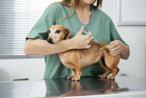 Contre quoi devons-nous faire vacciner les chiens ?