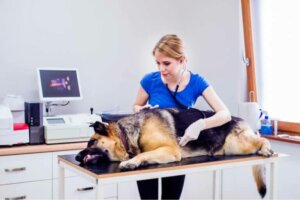 Le syndrome du côlon irritable chez les chiens