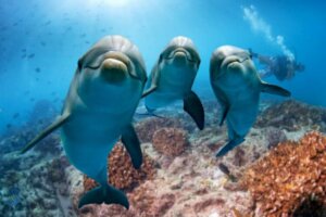 Les dauphins ont-ils réellement de l'empathie ?