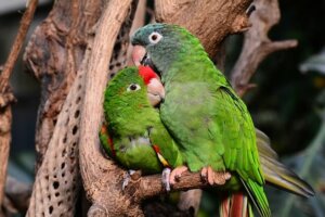 Deux apagornis sur une branche.