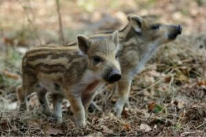 L'élevage domestique du sanglier européen