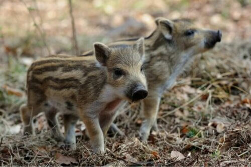L'élevage domestique du sanglier européen