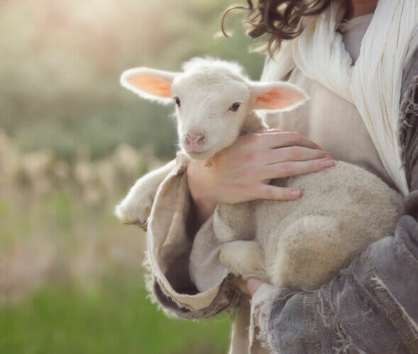 Les diarrhées néonatales chez les petits ruminants