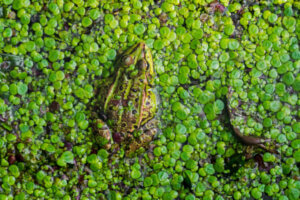 Disparition des zones humides : causes et conséquences