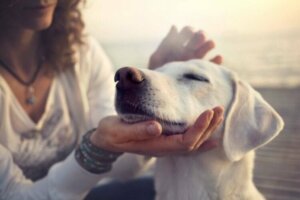 La dyspnée chez les animaux domestiques