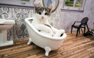 Une émission de télé-réalité avec des chats