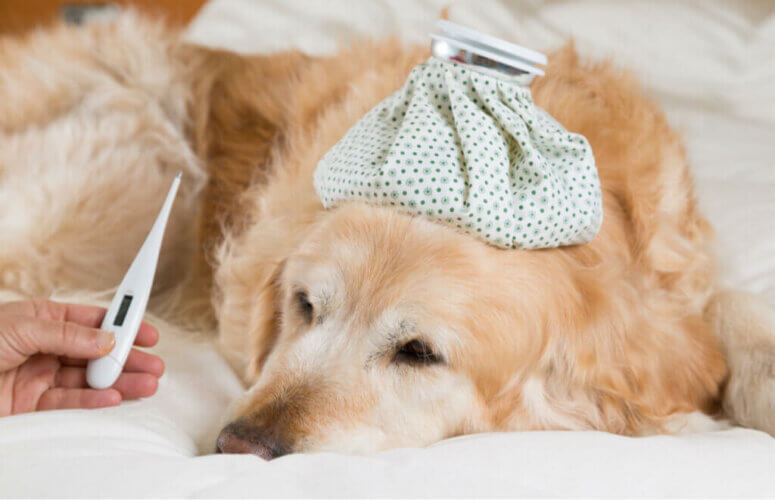 Quels sont les symptômes de la fièvre chez les chiens ?