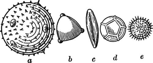La palynologie, un regard sur la végétation du passé.
