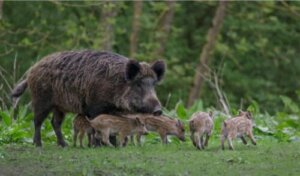 Maladie d’Aujeszky : elles touche les porcs et les sangliers