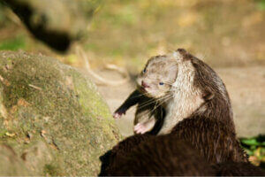 Une maman loutre et son bébé.