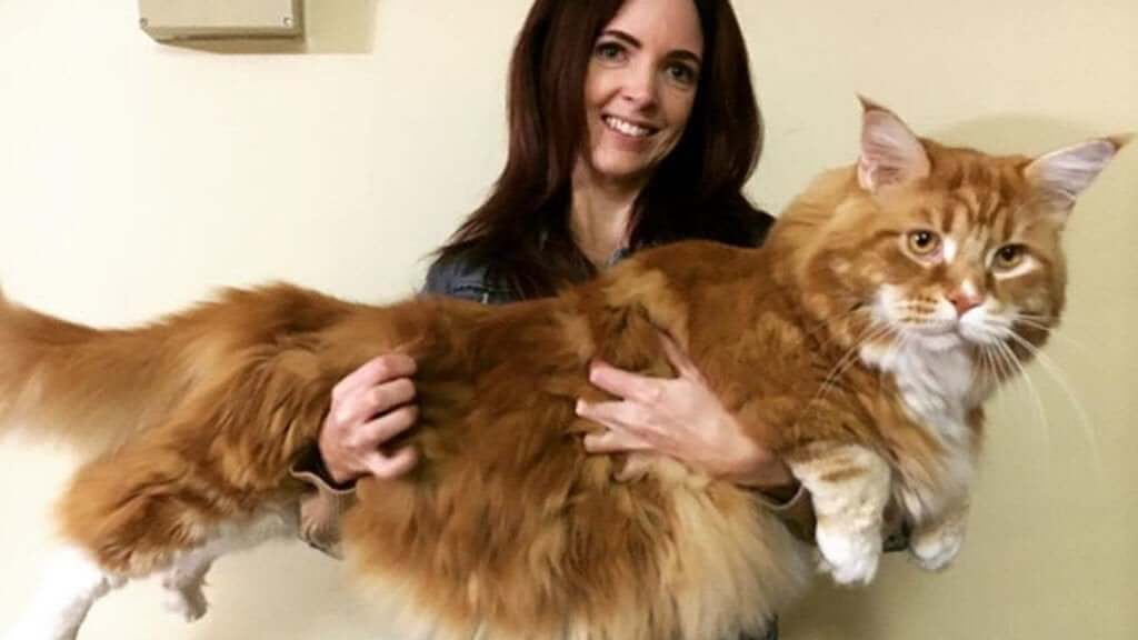 Découvrez le plus long chat du monde