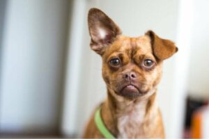 Les origines d'un chien selon ses oreilles