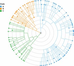 En quoi consiste la phylogénie ? Découvrez-le ici !