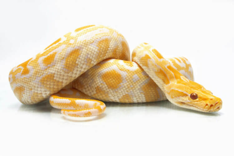 4 reptiles interdits comme animaux de compagnie