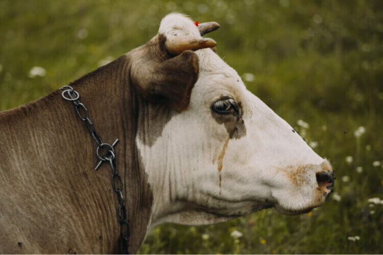 Tristesse bovine : à quoi les agriculteurs font-ils référence ?