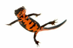 Triton à ventre de feu : soins et caractéristiques