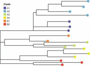Il s'agit d'un arbre phylogénique. 