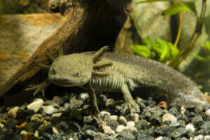 Un Axolotl gris.