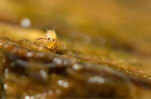 Il s'agit d'un collembole.