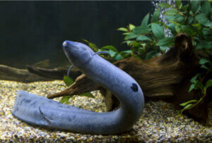 Lepidosiren Paradoxa, un poisson avec des poumons
