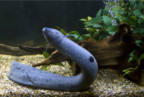 Lepidosiren Paradoxa, un poisson avec des poumons