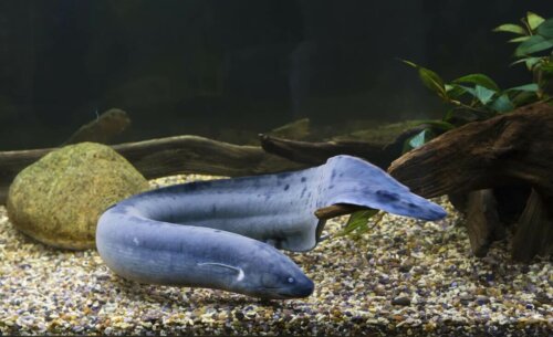 Un Lepidosiren paradoxa dans un bocal.