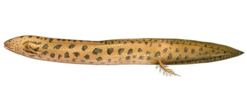 Il s'agit d'un Lepidosiren paradoxa.