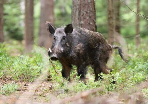 Un sanglier européen dans la forêt.