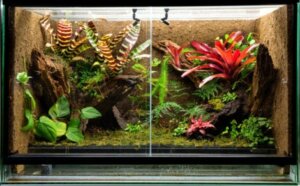 Un terrarium pour grenouilles.