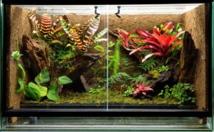 Un terrarium tropical.
