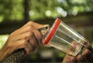 Les venins comme médicaments : un pouvoir toxique