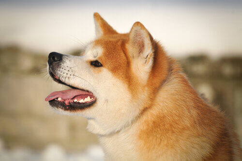 Zoom sur un Akita Inu.