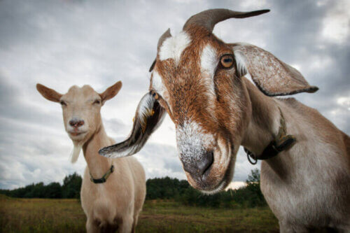 7 causes d'avortement chez les petits ruminants