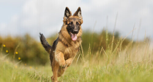 Un berger allemand qui court.