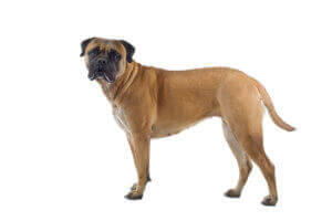 Un Bullmastiff sur fond blanc.