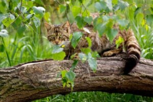 Chat sauvage écossais : le plan de préservation