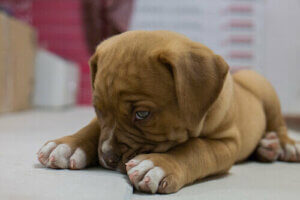 Quelles sont les races de chiens robustes ?