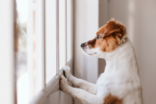 Quelles sont les races de chiens les plus indépendantes ?