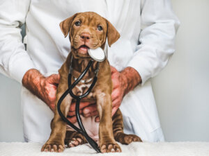 Bilan de santé du chiot : est-ce important ?
