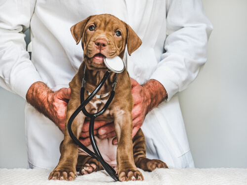 Bilan de santé du chiot : est-ce important ?
