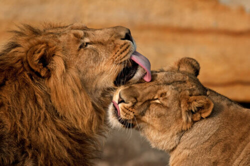 Un couple de lions.