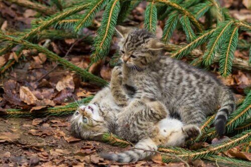 Des chats sauvages écossais qui jouent.
