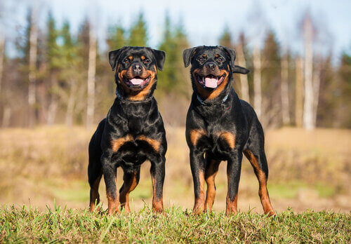 Il s'agit de deux rottweilers.