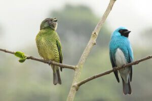 Dimorphisme sexuel : 4 exemples impressionnants