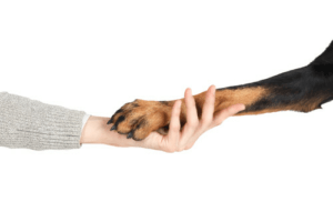 L'histoire de la domestication des animaux
