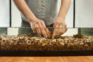 Un aquarium contenant du gravier.