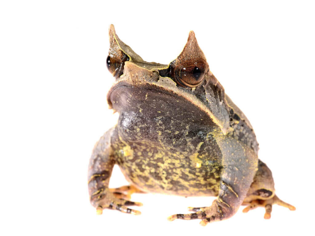 Grenouille cornue asiatique : la grenouille feuille
