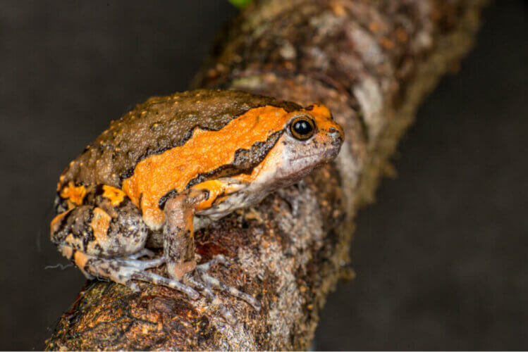 Grenouille peinte de Malaisie : les soins en captivité